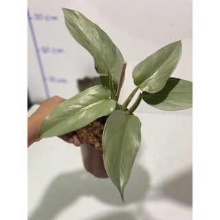 ฟิโลเดนดรอนดาบเงิน ซิลเวอร์สวอต (Philodendron silver sword) ต้นใหญ่ ใบมีขนาดใหญ่แล้วตามภาพ  รากเดินแล้วแข็งแรงสมบูรณ์