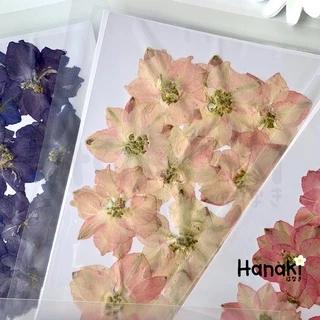【พร้อมส่ง】ดอกเดลฟินเนียมทับแห้ง (Delphinium) ดอกไม้จริงทับแห้ง ดอกไม้ทับแห้ง Pressed Flowers💐