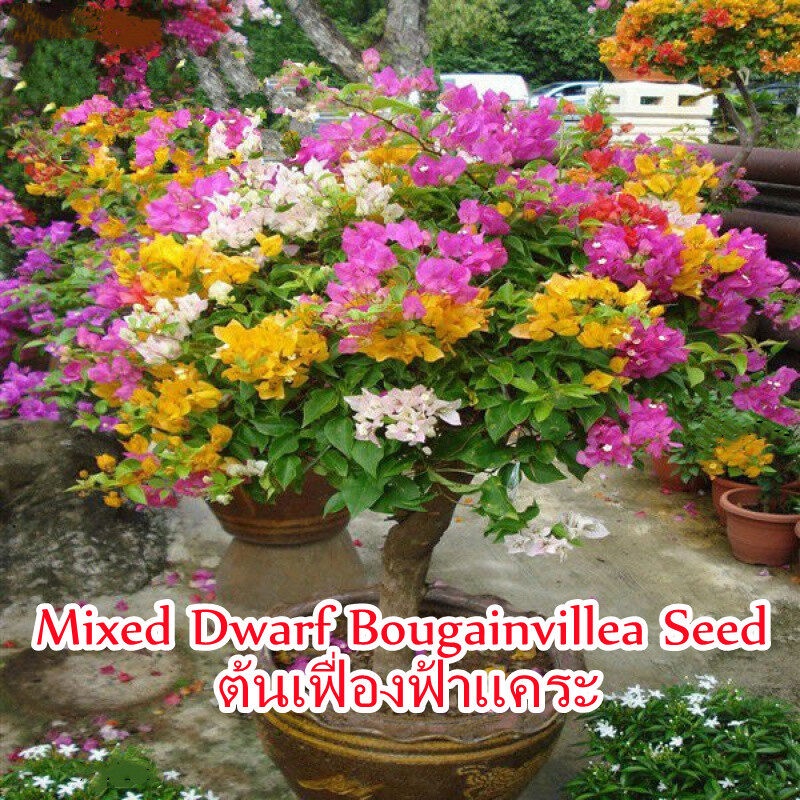 50 เมล็ด เมล็ดพันธุ์ ต้นเฟื่องฟ้าแคระ Mixed Dwarf Bougainvillea Flower Seeds เมล็ดบอนสี ต้นไม้มงคล ต้นไม้ฟอกอากาศ