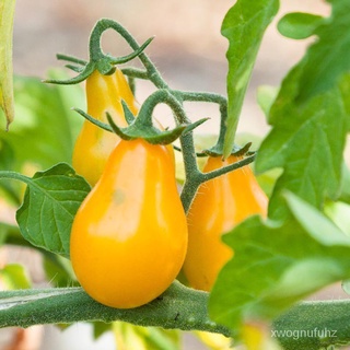 （คุณภาพสูง เมล็ด）มะเขือเทศลูกแพร์สีเหลือง Yellow Pear Tomato/ง่าย ปลูก สวนครัว เมล็ด TG0X