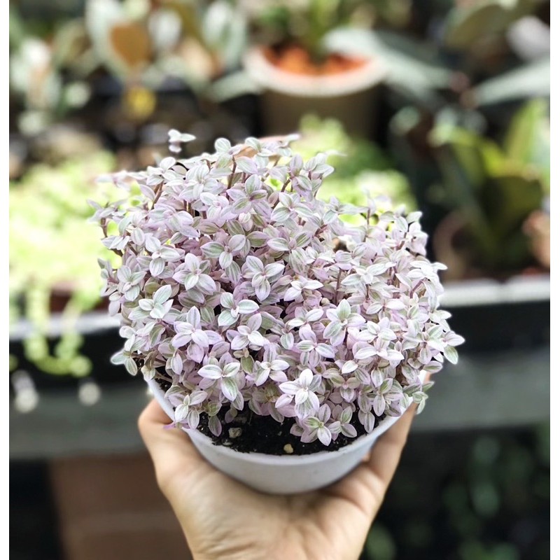 ต้นริบบิ้นชาลีด่างสีชมพู🌸 Callisia Repens (Pink Lady)กระถางพลาสติกอย่างดี สีขาว 4.5 นิ้ว ต้นจริงละมุ