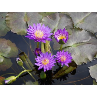 100 เมล็ด เมล็ดบัว สีม่วง นำเข้า บัวนอก สายพันธุ์เมล็ดบัว Waterlily Nymphaea Seeds