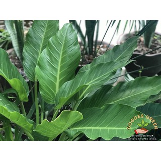 ฟิโลเดนดรอน ฟิโลรวยทรัพย์ เศรษฐี รวยทรัพย์  Philodendron Ruaysap ต้นไม้มงคล ต้นรวยทรัพย์ มีทรัพย์ พร้อมส่ง