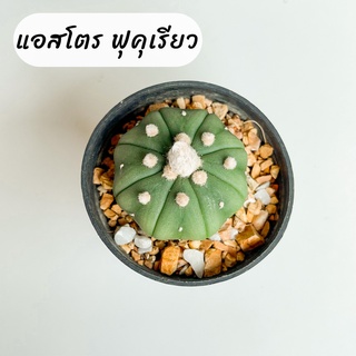 กระบองเพชร แคคตัส cactus แอสโตรไฟตัม ฟุคุเรียว