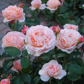 เมล็ดพันธุ์กุหลาบ สีแชมเปญ Champagne Rose Seeds ดอกเล็ก นำเข้าจากต่างประเทศ 30 เมล็ด