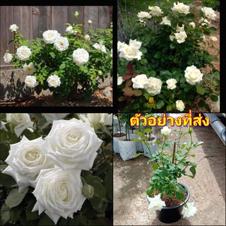 (1ต้น) ดอก ต้น กุหลาบ ตัดดอก โป้บจอห์นปอล 2 ที่ สอง สีขาว POPE JOHN PAUL ll rose buncha