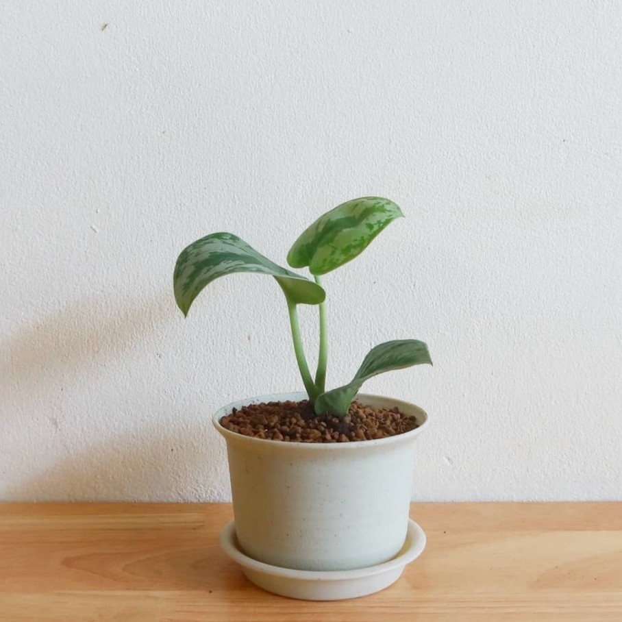 มุมมอง 2