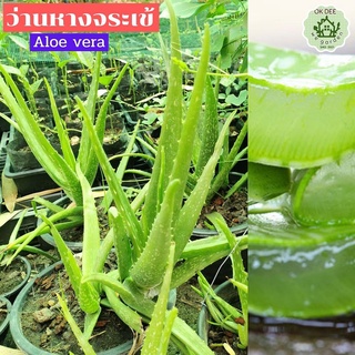 ต้นกล้าว่านหางจระเข้ aloe vera ว่านหางจระเข้ ออแกนิก