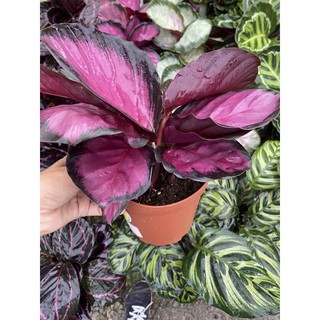 คล้า calathea Roseopicta rosyไม้ประดับ