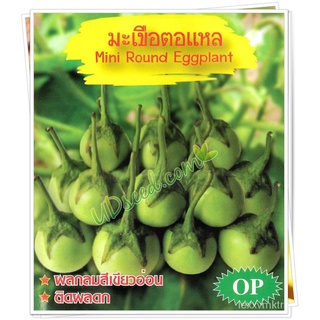 เมล็ดพันธุ์/เมล็ดมะเขือตอแหล ตราภูเขาทอง Mini RoundEggplant ขนาด40กรัมและ2กรัม เมล็ดพันธุ์มะเขือตอแหล เมล็ดมะเขือ เมล็ดผ