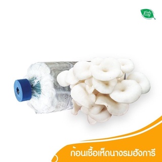 ก้อนเชื้อ เห็ด นางรมฮังการี ORGANIC 100% by Fresh&amp;Friendly Farm