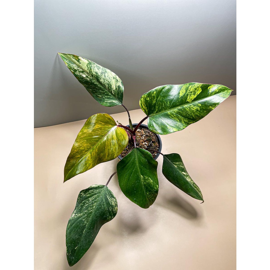 [ส่งฟรี] Philodendron Strawberry Shake สตอเบอรี่เชค