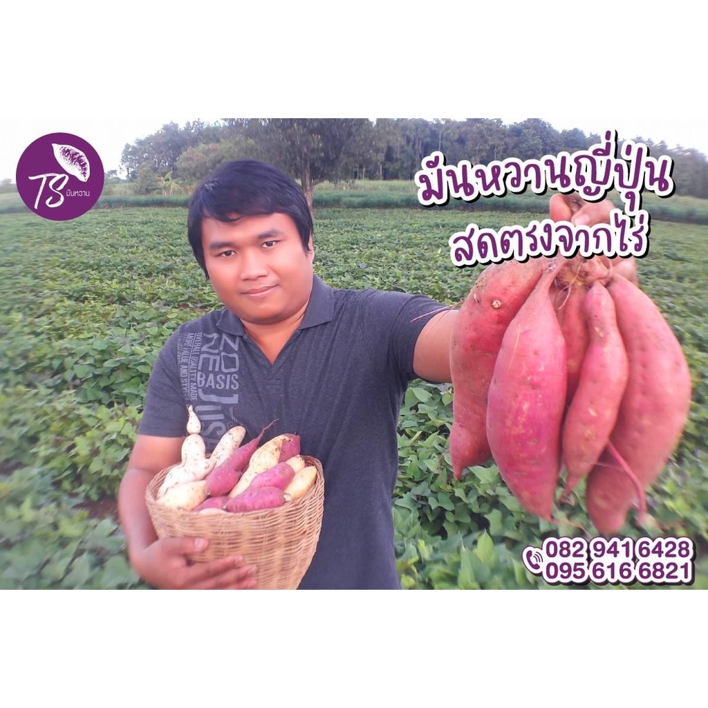 มันม่วงญี่ปุ่นขนาด1 โลเกรดA แบบคัดหัว(   ขนาด S,M,L ) โลละ  79บาท ส่งเร็วมาก