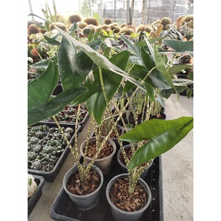 ต้นอโลคาเซีย เซบริน่า อโลคาเซีย ม้าลาย Alocasia Zebrina