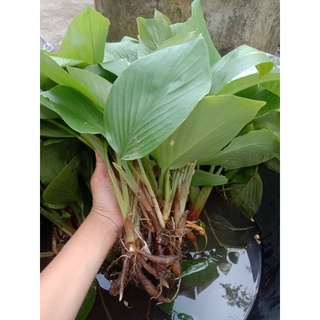 🌱🌱ต้นกระชายพร้อมปลูก ในถุงดำ🌱🌱ต้นละ 30 บาทซื้อ 5 ต้นรับหรี 1 ต้น🌱