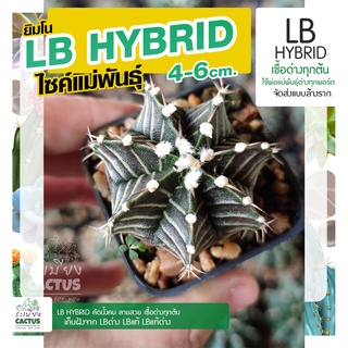 🌵ไซค์ใหญ่แม่พันธุ์🌵LB Hybrid ขนาด 4-6 เซน ขึ้นไป 🌵พร้อมให้ดอก มีเชื้อด่างทุกต้น แคคตัส แอลบี ไฮบริด LB cactus กระบองเพชร