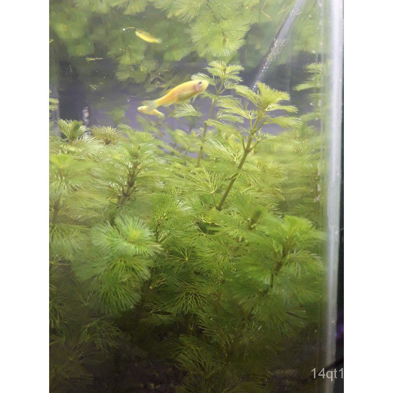 Cabomba green and red submerged low tech aquatic plant for aquariums and ponds木瓜/玫瑰/种子/儿童/文胸/向日葵/裙子/