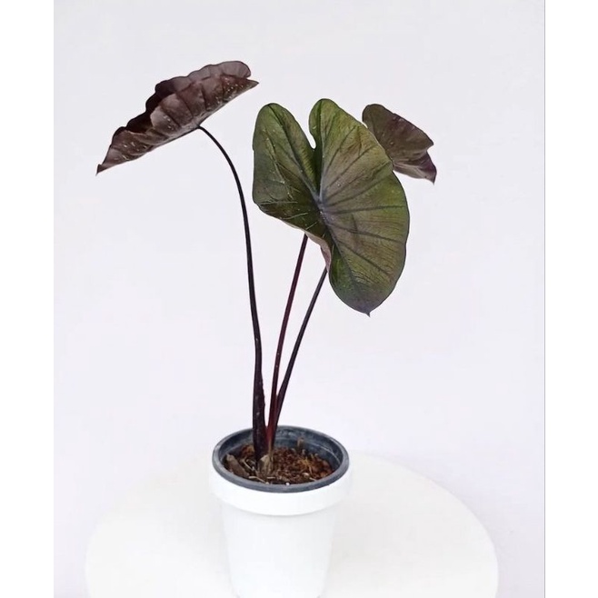 ต้นไม้น้ำ เลี้ยงได้ทั้งในน้ำและดินธรรมดา 🌲 colocasia black coral.โคโลคาเซีย แบล็คโครอล ไซค์ตั้งแม่ได้เรยครับ