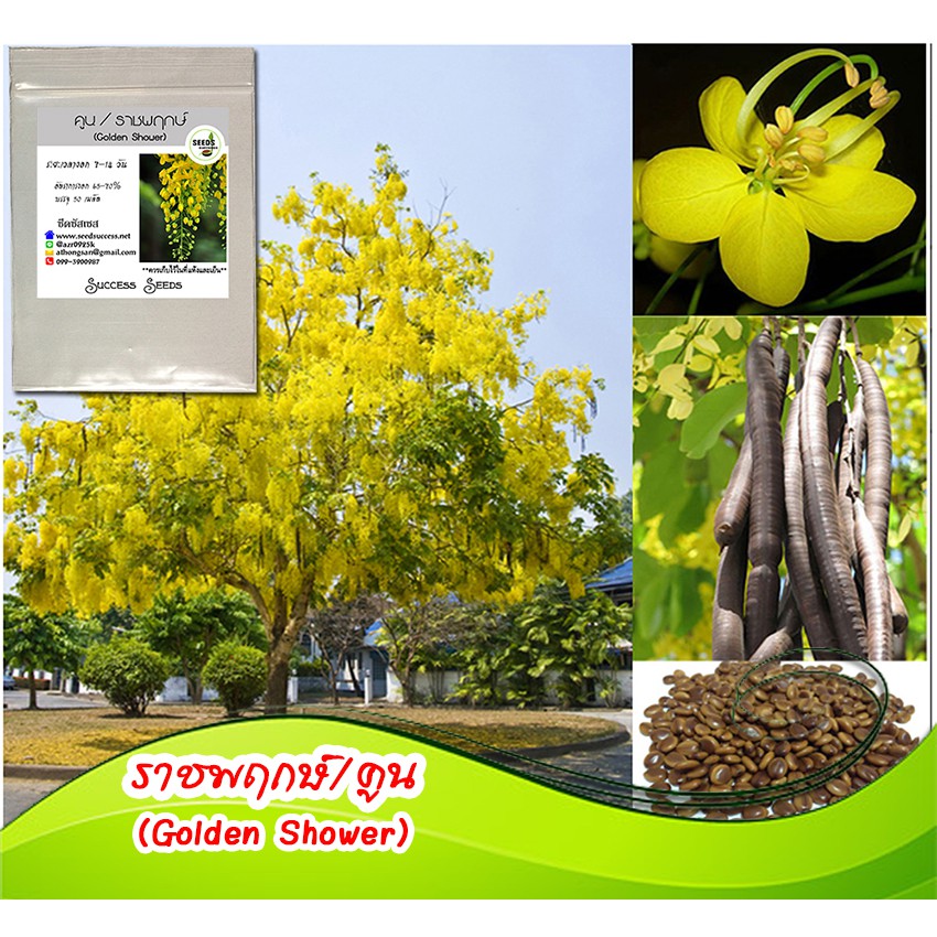 เมล็ดต้นไม้มงคล ราชพฤกษ์(คูน) (Golden shower) บรรจุ 50 เมล็ด