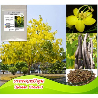 เมล็ดต้นราชพฤกษ์(คูน) (Golden shower) เมล็ดคูน เมล็ดพันธุ์ต้นคูน ต้นคูน ต้นราชพฤกษ์ ไม้มงคล ปลูกไม้มงคล ไม้ประดับ