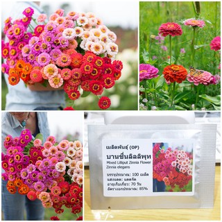 เมล็ดพันธุ์ บานชื่นลิลลิพุท คละสี (Mixed Lilliput Zinnia Flower Seed) บรรจุ 100 เมล็ด คุณภาพดี ราคาถูก ของแท้ 100%