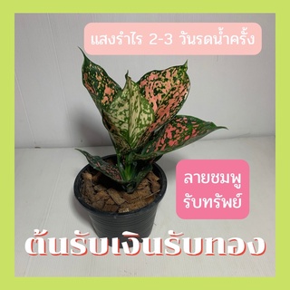 ต้นรับเงินรับทอง ต้นไม้มงคลสวยๆ สีชมพู ตระกูลอโกลน ส่งพร้อมกระถาง 6 นิ้ว