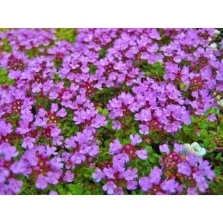 เมล็ดพันธุ์ ไทม์เลื้อย สีม่วง (Creeping Thyme) บรรจุ 20 เมล็ด
