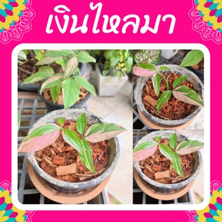 ต้นเงินไหลมาด่างชมพู syngonium pink splash เงินไหลมาชมพู #เงินไหลมา