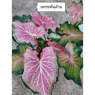 🌿บอนเพรชพันล้านกำลังกัดสี📌ฟร์อมกอ🌿#บอนสีแรไอเท็มกำลังกัดสีสวยมาก#🌿บอนด่างสีRare item 🌿#บอนสีโบราณด่าง#บอนหายาก #กระถาง4”