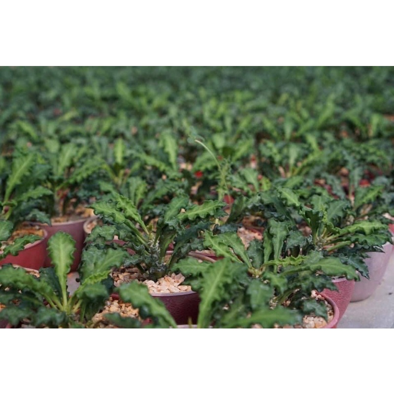 ยูโฟเบียไดโนเสาร์ Euphorbia decaryi