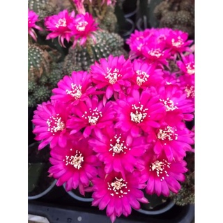 แคคตัส cactus หน่อเด็ดสด Echinopsis สีชมพูดอกดก ขนาด 2.5 - 3 ซม.