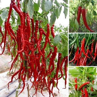 ปลูกง่าย ปลูกได้ทั่วไทย ของแท้ 100% 50 เมล็ด (ไม่ใช่พืช) Long Chilli Seeds Pepper Seeds เมล็ดพันธุ์ผัก บอนไซ ต้นไม้