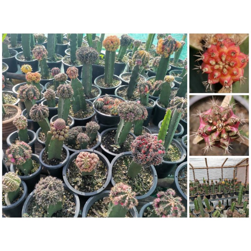 ยิมโนด่าง​ สุ่ม ไม้กราฟ​ 1​ ต้น​ คละโคลน​ Gymno​ Gymnocalycium​ Cactus​ แคคตัส กระบองเพชร​ Pink​ dia