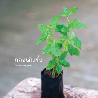 Pana. - ต้นทองพันชั่ง 1 ถุงมี 2-3 ต้น ขจัดรังแค แก้ผมร่วง ผมหงอก น้ำกัดเท้า กลากเกลื้อน เชื้อรา - พนา ออร์แกนิค เฮิร์บ