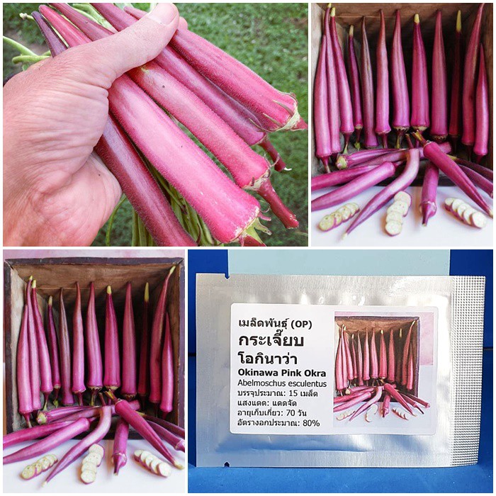 เมล็ดพันธุ์ กระเจี๊ยบ โอกินาว่า (Okinawa Pink Okra Seed) บรรจุ 15 เมล็ด คุณภาพดี ของแท้ 100%