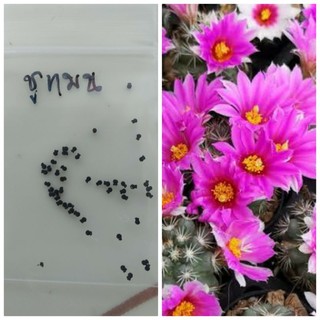 เมล็ดชูแมน 150s (Mammillaria Schumannii seeds)