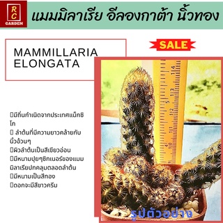 แมมมิลาเรีย อีลองกาต้า นิ้วทอง(Mammillaria elongata) กระบองเพชร แคคตัส ส่งพร้อมกระถาง