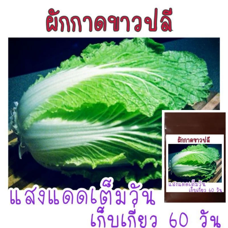 เมล็ดพันธุ์ ผักกาดขาวปลี 500-800 เมล็ด