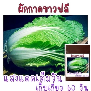 เมล็ด​พันธุ์​ ผักกาดขาวปลี​ 500-800 เมล็ด​