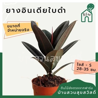 ยางอินเดียดำ (Rubber Plant)