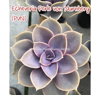 Echeveria Perle von Nurnberg (PVN)