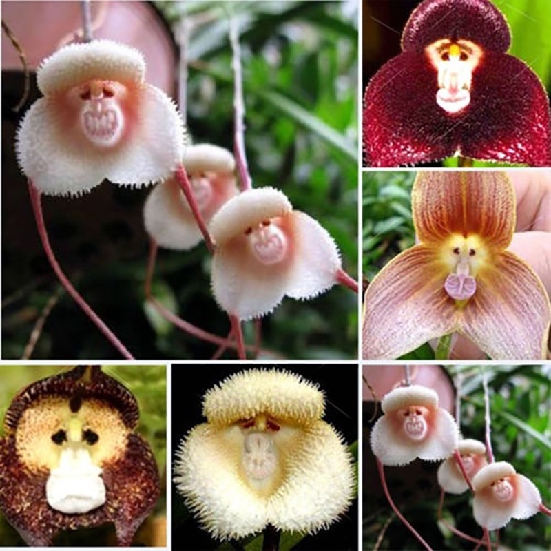 ขลัง เมล็ดพันธุ์ดอกไม้ กล้วยไม้หน้าลิง ดอกไม้ปลูก ต้นไม้ประดับ Monkey Face Orchid Bonsai Plant House พันธุ์ไม้หายาก
