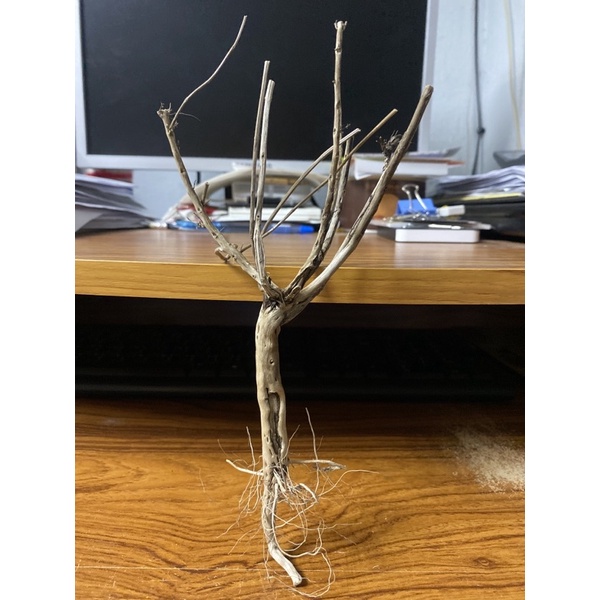 ต้น White Twist Wood ไซส์จิ๋ว พุ่มสวยรากโค้งนิด กิ่งโค้งบิด ขนาดสูง 9 นิ้ว ลงน้ำไม่ออกสี ตกแต่งตู้ปล
