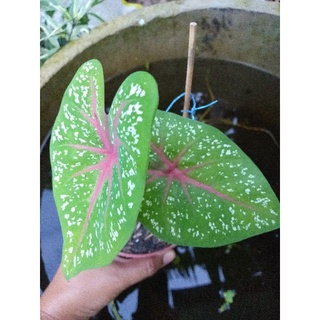 นกกระทาชมพู บอนสี ต้นบอนสี กระแส น่ารัก สีสวย