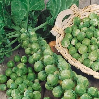 กะหล่ำดาว🌱อิตาลี🎯ถูกที่สุดเลย10บ.🎯เมล็ดพันธุ์กะหล่ำดาว 10เมล็ด🥬งอกไว 🥦ปลูกอากาศร้อนได้ 🚚พร้อมส่ง