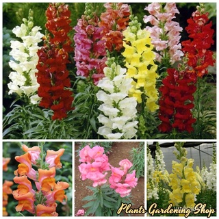 （อัตราการปลูกสูง）เมล็ดพันธุ์ ดอกลิ้นมังกร สแนปดราก้อน Mixed Snapdragon Seeds Antirrhinum Majus Flower Seeds บรรจุ 300 เม