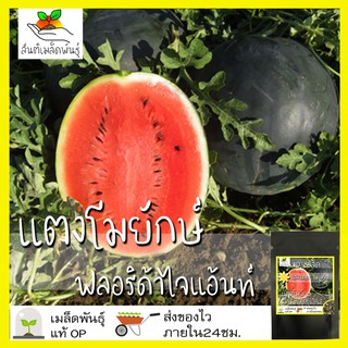 เมล็ดพันธุ์ แตงโม ฟลอริด้าไจแอ้นท์ 10 เมล็ด Florida Giant Watermelon เมล็ดพันธุ์แท้ นำเข้าต่างประเทศ ปลูกง่าย โตไว