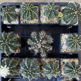 ยิมโน (Gymnocalycium) ไซส์ใหญ่มาก พร้อมให้ดอก ในกระถางขนาด 3 นิ้ว กระบองเพชรราคาเบาๆ