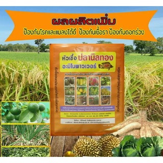 หัวเชื้อปลานิลทอง อะมิโนพาวเวอร์ ซื้อ5 แถม1 ใช้ได้กับพืชทุกชนิด ติดผลดีขั้วดอกเหนียว เปลือกหนา เร่งราก ยืดช่อ เร่งแตกใบ