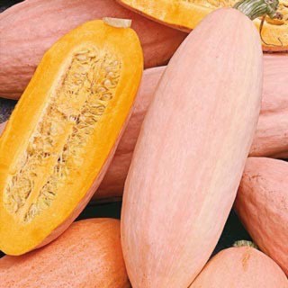 เมล็ดพันธุ์ ฟักทองกล้วยสีชมพู (Pink Banana Squash Seed) บรรจุ 3 เมล็ด